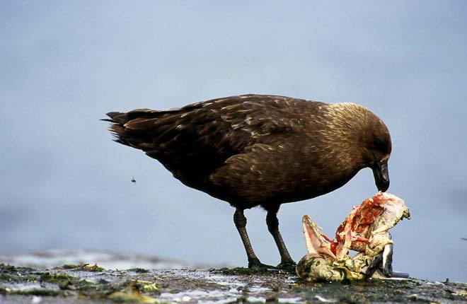 Predatory skua