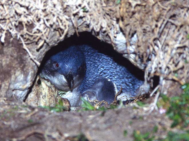 Nest in a burrow 