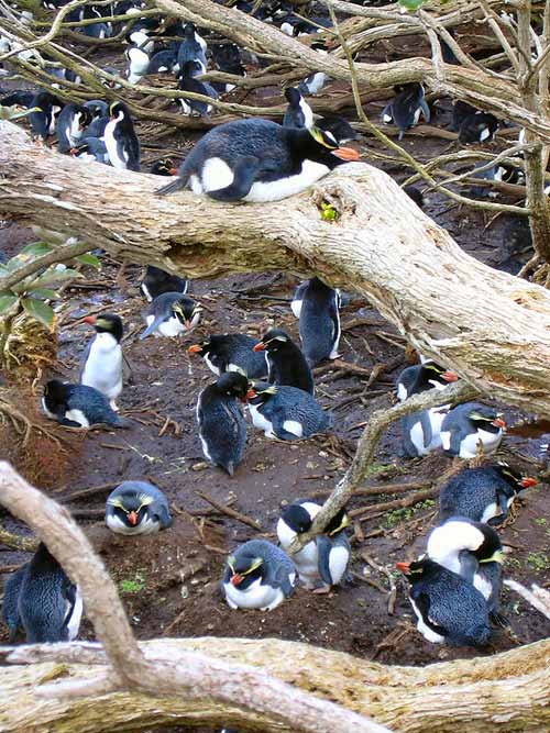 Nests, Snares Islands 