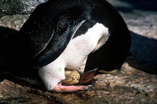 Erect-crested penguin 