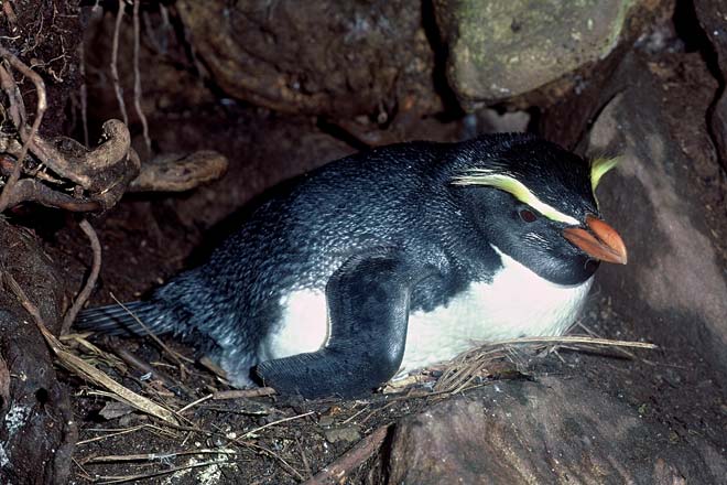 Fiordland crested penguins