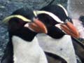Snares crested penguins