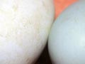 Erect-crested penguin eggs 