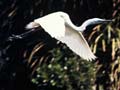 White heron in flight