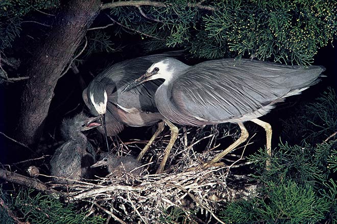 White-faced herons with chicks 