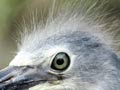 White-faced heron chick 
