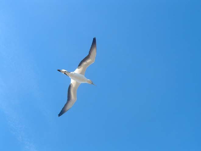 Gannet in flight 
