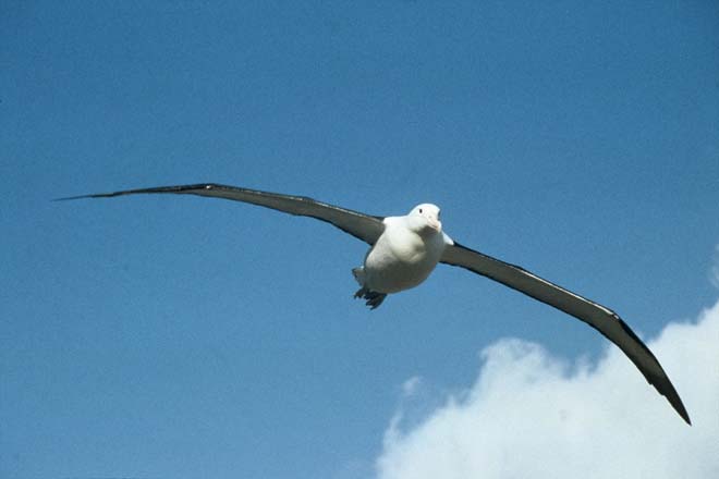 Northern royal albatross