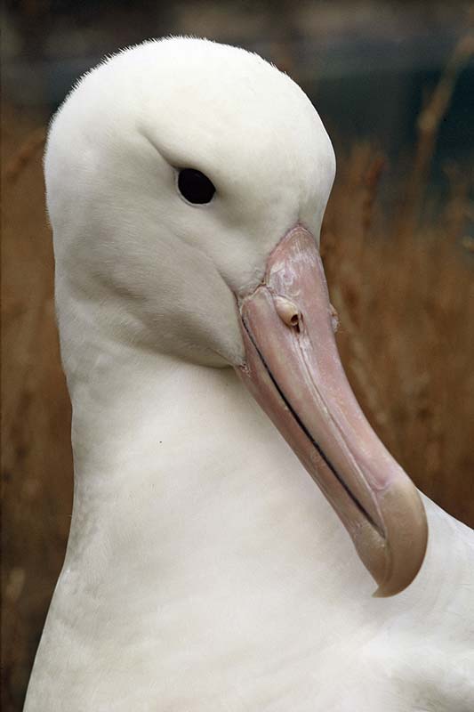 Albatross head and bill 