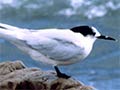 White-fronted terns