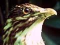 Long-tailed cuckoo 