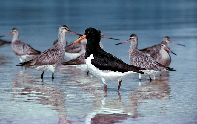 South Island pied oystercatcher and godwits
