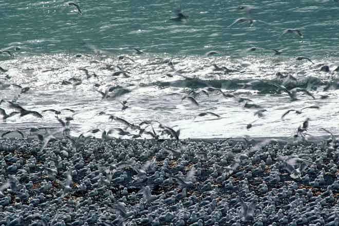 Black-billed gulls on the coast 