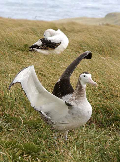 Auckland wandering albatross