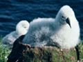 Campbell albatross colony