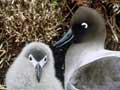 Light mantled sooty albatross with chick on nest