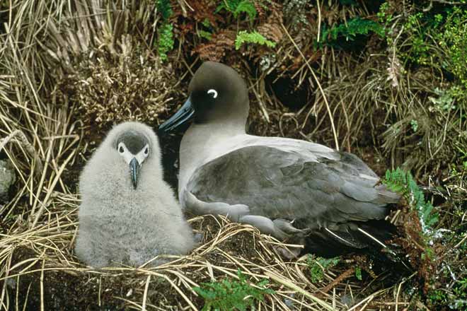 Light mantled sooty albatross with chick on nest