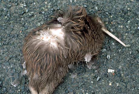 Kiwi killed by a dog