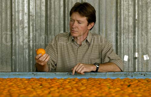 Kerikeri’s citrus fruit industry