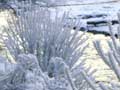 Hoar frost, Lewis Pass