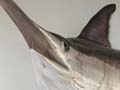 World-record swordfish