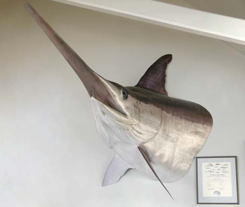 World-record swordfish