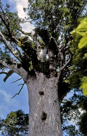 Tāne Mahuta