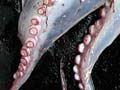 Finned octopus