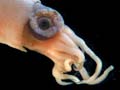 Juvenile giant squid