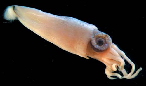 Juvenile giant squid