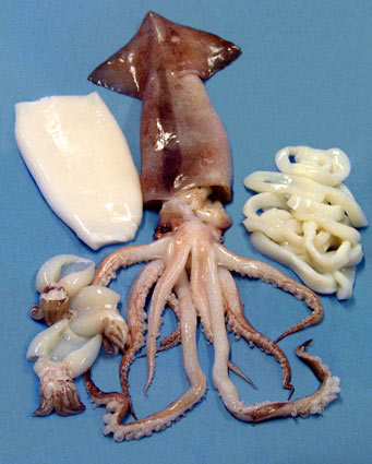 Squid products
