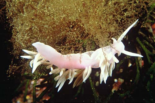 Jason’s nudibranch