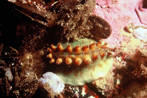 Butterfly chiton