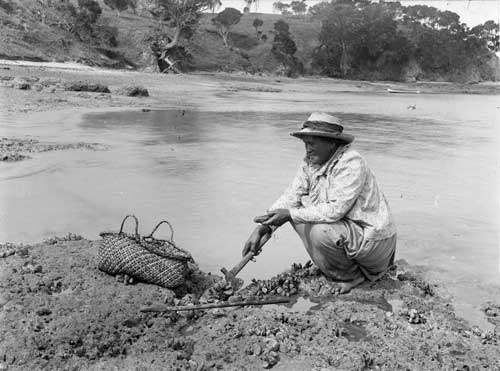 Shellfish from the rocks