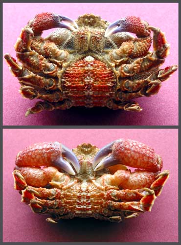 Female and male triangle crabs