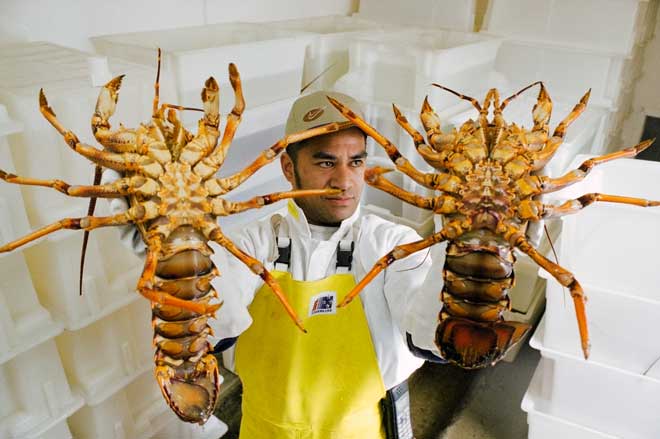 Live crayfish for export