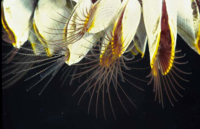 Goose barnacles 