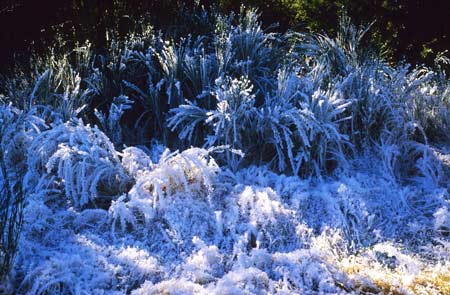 Hoar frost