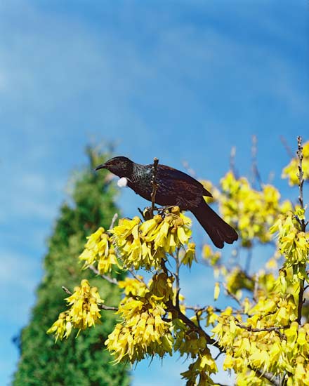 Kōwhai in bloom