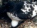 Cape petrel and egg