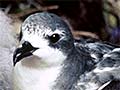 Cook’s petrel and chick