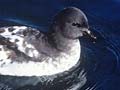 Cape petrel