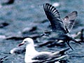 Fairy prions and red-billed gulls 
