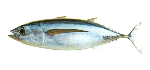 Tuna species