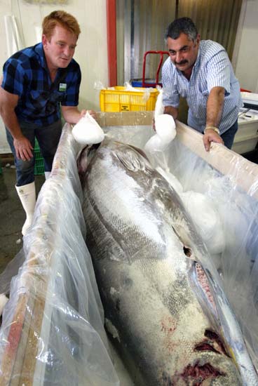 A quarter-tonne tuna