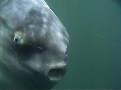 Sunfish – Oceanic fish – Te Ara Encyclopedia of New Zealand