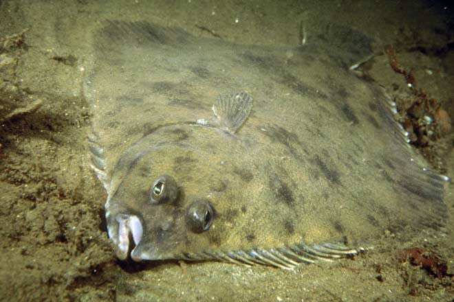 Black flounder, Fiordland 