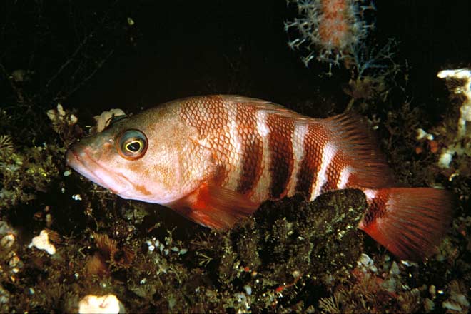 Red-banded perch