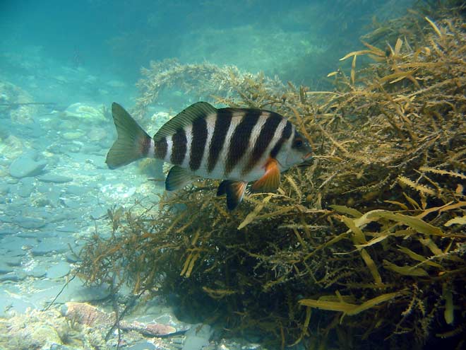 Red-banded perch – Coastal fish – Te Ara Encyclopedia of New Zealand