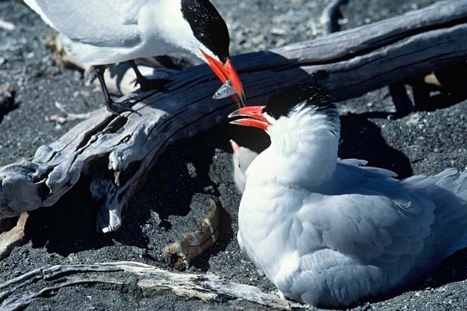 Caspian terns feeding chick